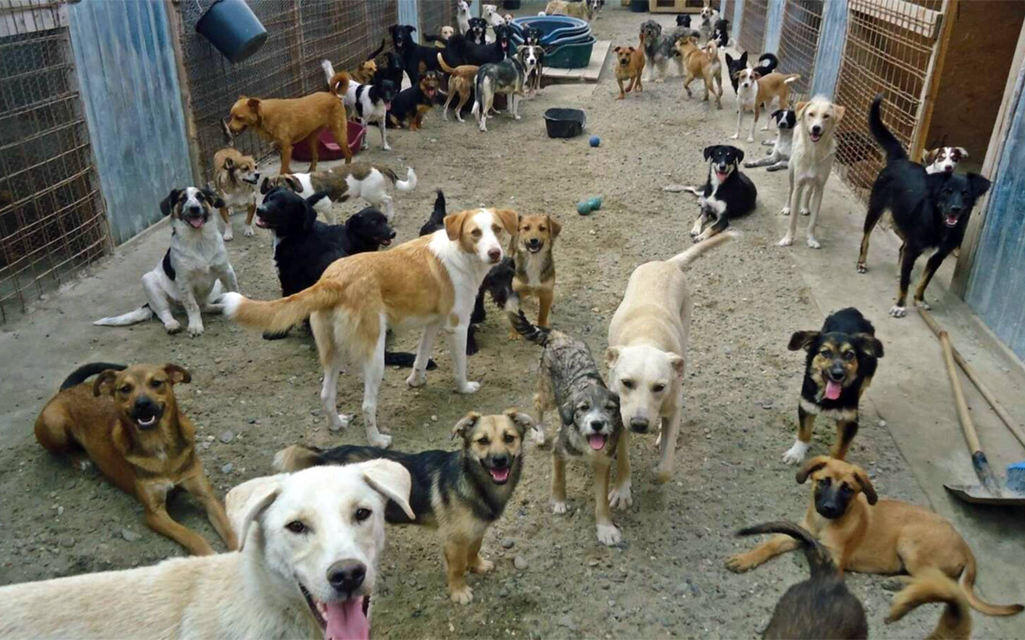 Dog Daze