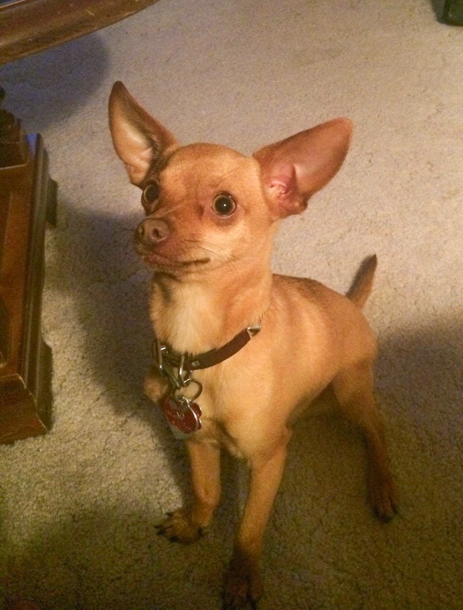 Ay Chihuahua!